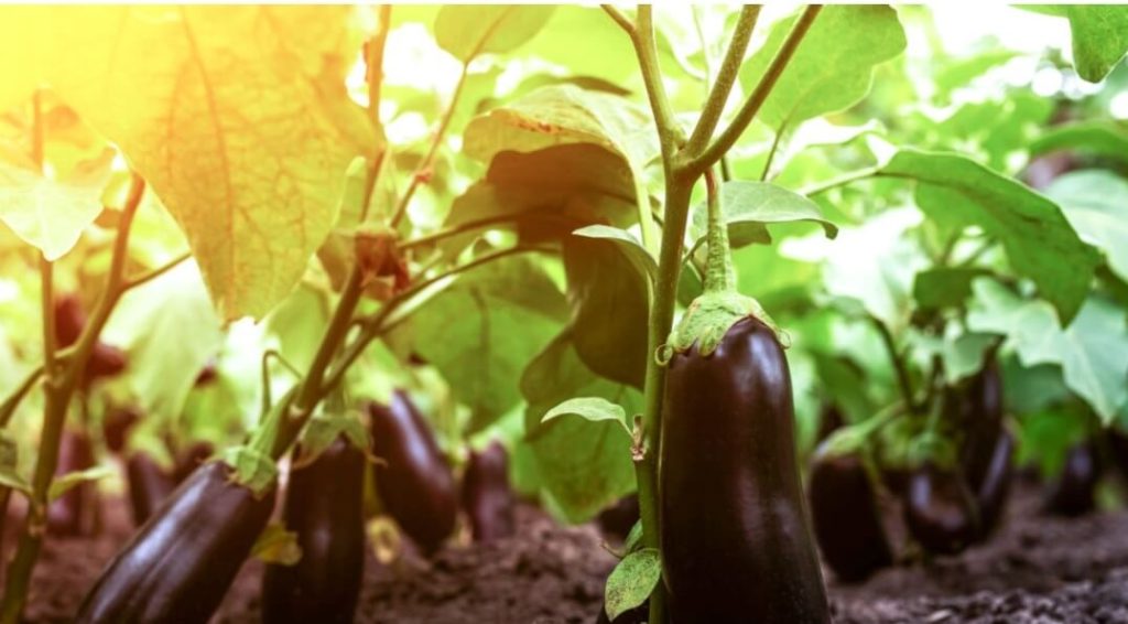 Soil In Which Eggplants Are Cultivated Often Contains Toxoplasmosis Agent